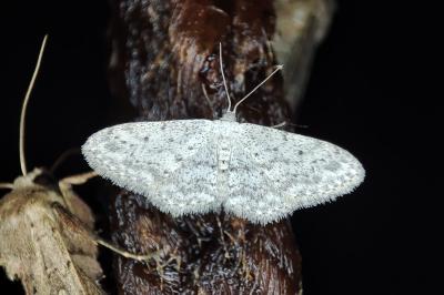 <i>Idaea seriata</i>