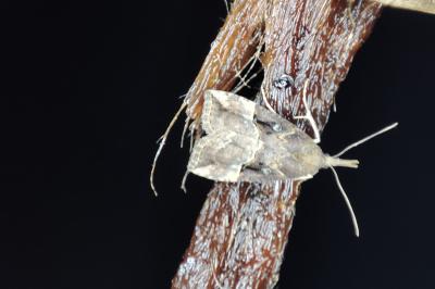 <i>Hypena rostralis</i>