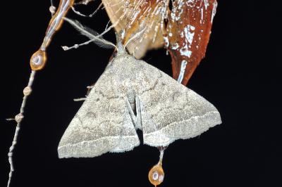 <i>Polypogon plumigeralis</i>