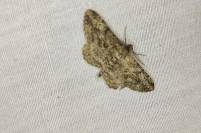 <i>Peribatodes rhomboidaria</i>