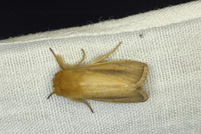 <i>Sesamia nonagrioides</i>