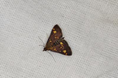<i>Pyrausta aurata</i>