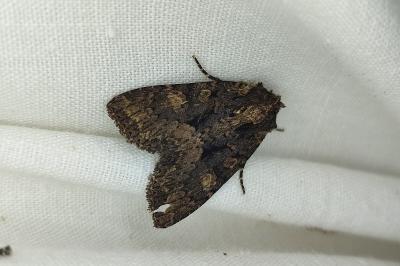 <i>Mniotype satura</i>