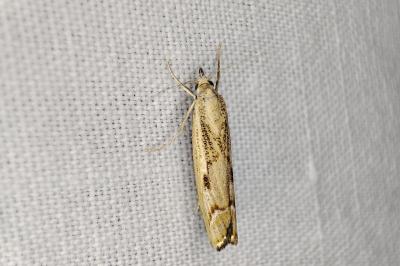 <i>Agriphila geniculea</i>