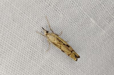<i>Agriphila geniculea</i>