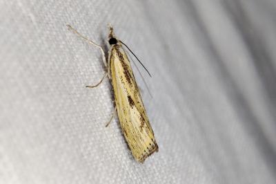 <i>Agriphila inquinatella</i>
