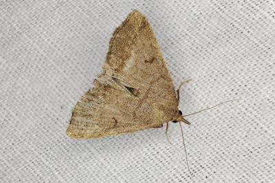 <i>Zanclognatha lunalis</i>