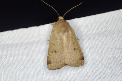 <i>Noctua comes</i>