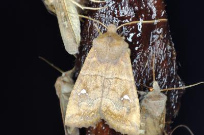 <i>Eupsilia transversa</i>