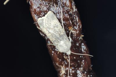 <i>Agrotis segetum</i>