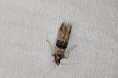 <i>Nephopterix angustella</i>