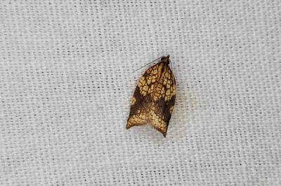 <i>Acleris rhombana</i>