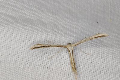 <i>Emmelina monodactyla</i>