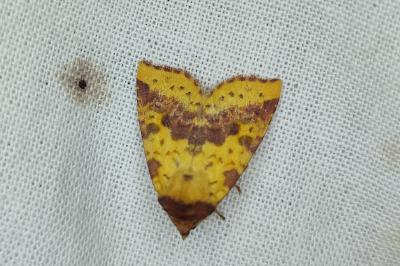 <i>Xanthia togata</i>