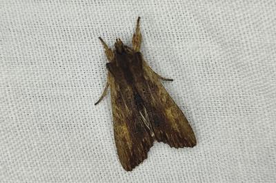 <i>Lithophane semibrunnea</i>