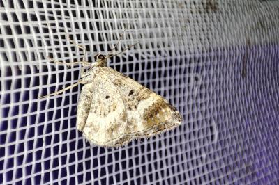 <i>Epirrhoe alternata</i>