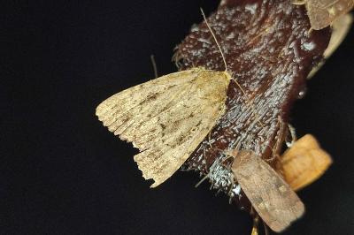 <i>Amphipyra berbera/pyramidea</i>