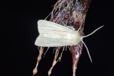 <i>Mythimna pallens</i>