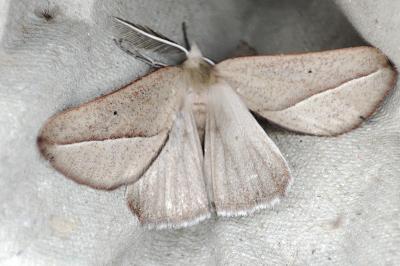 <i>Compsoptera opacaria</i>