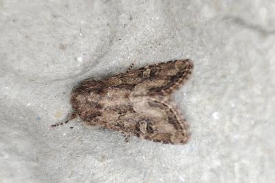 <i>Luperina testacea</i>
