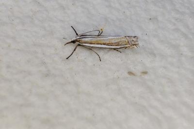 <i>Crambus pascuella</i>