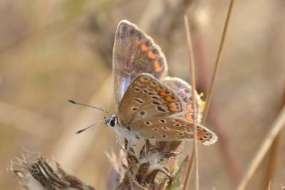 <i>Polyommatus icarus</i>