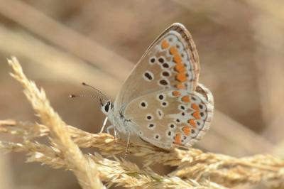 <i>Aricia agestis</i>