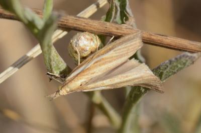 <i>Agriphila tristella</i>