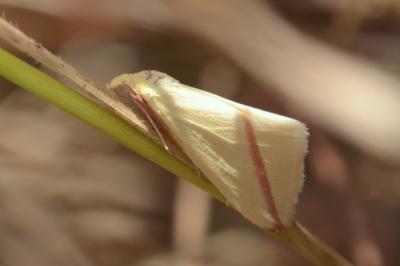 <i>Rhodometra sacraria</i>