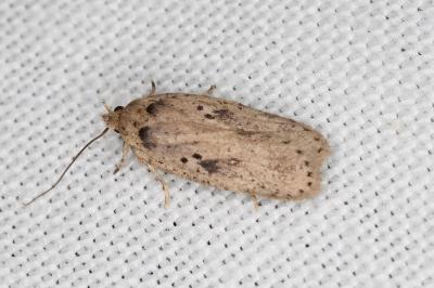 <i>Agonopterix yeatiana</i>