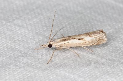 <i>Agriphila geniculea</i>