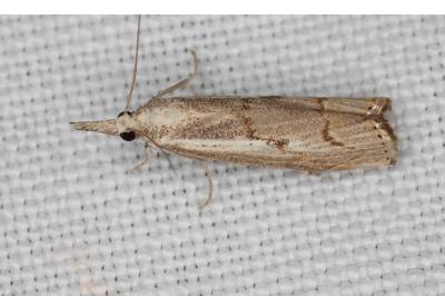 <i>Agriphila geniculea</i>