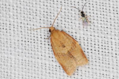 <i>Clepsis consimilana</i>