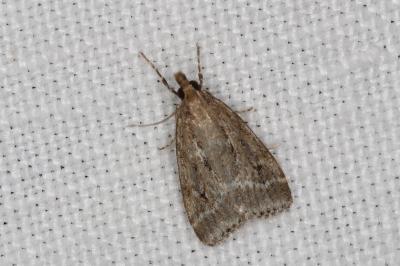 <i>Eudonia pallida</i>