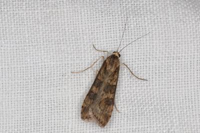 <i>Nomophila noctuella</i>