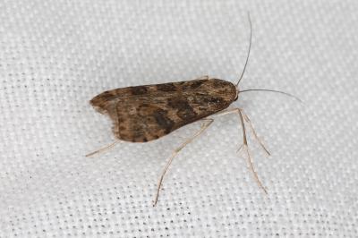 <i>Nomophila noctuella</i>