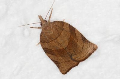 <i>Pandemis dumetana</i>