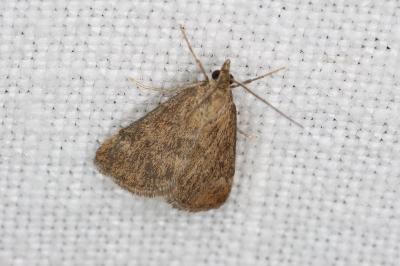 <i>Pyrausta despicata</i>