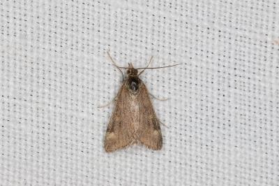 <i>Pyrausta despicata</i>