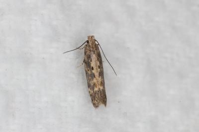 <i>Scrobipalpa ocellatella</i>