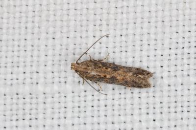<i>Scrobipalpa ocellatella</i>