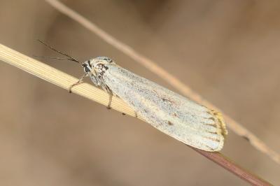 <i>Spiris striata</i>