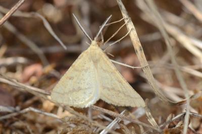 <i>Aspitates ochrearia</i>