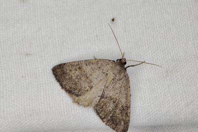 <i>Pachycnemia tibiaria</i>