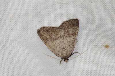 <i>Pachycnemia tibiaria</i>