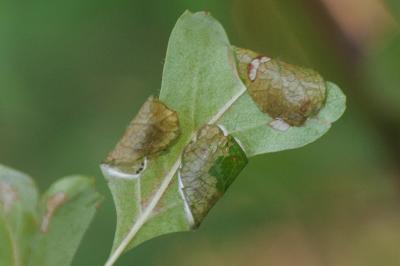 <i>Parornix anglicella</i>