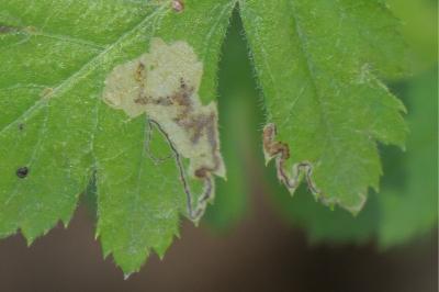 <i>Stigmella hybnerella</i>