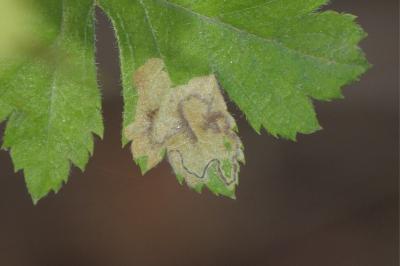 <i>Stigmella hybnerella</i>