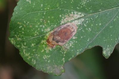 <i>Leucoptera malifoliella</i>