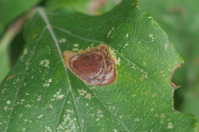 <i>Leucoptera malifoliella</i>